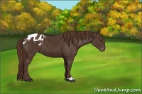 Horse Color:Liver Chestnut Appaloosa 