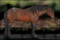 Horse Color:Bay Appaloosa Rabicano