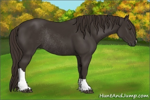 Horse Color:Liver Chestnut Rabicano 