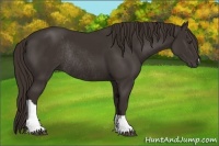 Horse Color:Liver Chestnut Rabicano