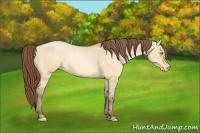Horse Color:Sable Champagne Dun Appaloosa
