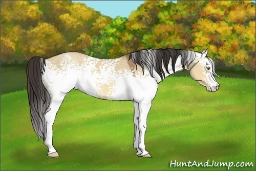 Horse Color:White Spotted Sable Champagne Dun