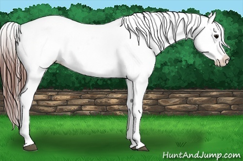 Horse Color:Brown Roan Splash Varnish 