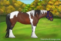 Horse Color:Bay Tobiano Appaloosa