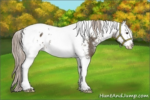 Horse Color:White Spotted Chocolate Palomino Tobiano Blanket