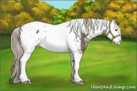 Horse Color:White Spotted Chocolate Palomino Tobiano Appaloosa