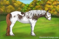 Horse Color:White Spotted Liver Chestnut Tobiano