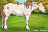 Horse Color:White Spotted Smoky Grullo Pearl Sabino