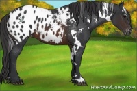 Horse Color:White Spotted Brown Appaloosa