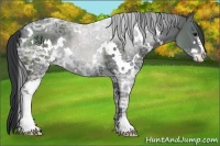 Horse Color:White Spotted Black Ice Sabino 