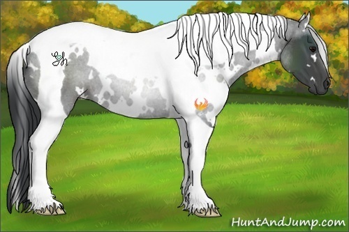 Horse Color:White Spotted Black Tobiano 