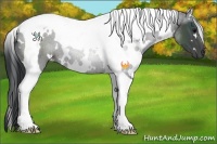 Horse Color:White Spotted Black Tobiano