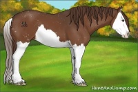 Horse Color:Liver Chestnut Splash