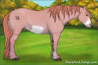 Horse Color:Watercolor Red Dun Sabino Frame Rabicano