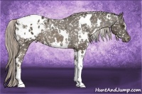 Horse Color:White Spotted Chocolate Palomino Appaloosa Rabicano