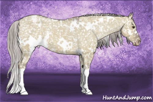 Horse Color:White Spotted Chocolate Palomino Dun Snowflake Varnish
