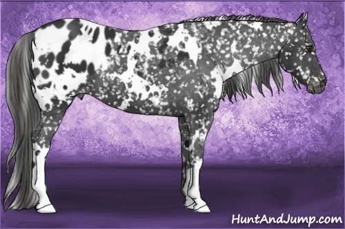 Horse Color:White Spotted Liver Chestnut Appaloosa 