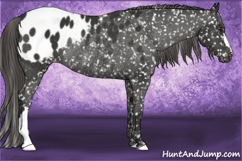 Horse Color:Liver Chestnut Appaloosa Rabicano 