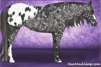 Horse Color:Liver Chestnut Blanket Rabicano