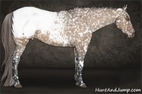 Horse Color:White Spotted Bay Dun Appaloosa Rabicano