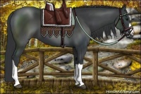 Horse Color:Black 