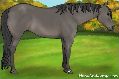 Horse Color:Grullo Brindle