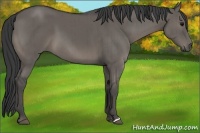 Horse Color:Grullo Brindle 