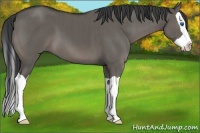 Horse Color:Grullo Splash Brindle 