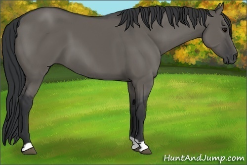 Horse Color:Grullo