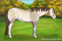 Horse Color:Grullo Pearl Onyx Sabino 