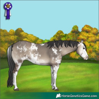 Horse Color:Grullo Onyx Sabino Rabicano