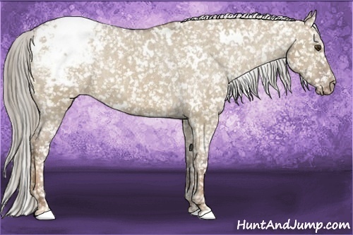Horse Color:White Spotted Chocolate Palomino Dun Snowcap Rabicano 