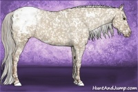 Horse Color:White Spotted Chocolate Palomino Dun Snowcap Rabicano