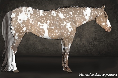 Horse Color:White Spotted Liver Red Dun Appaloosa Rabicano 