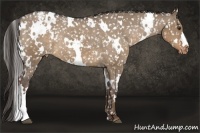 Horse Color:White Spotted Liver Red Dun Appaloosa Rabicano 