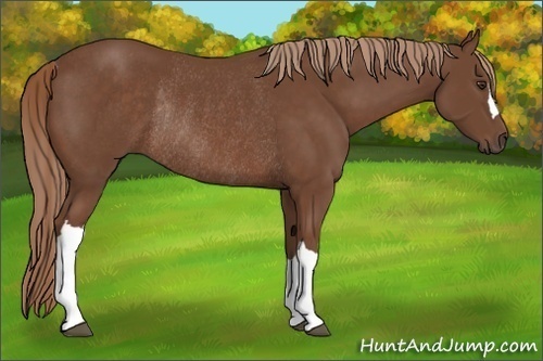 Horse Color:Chestnut Rabicano