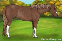 Horse Color:Chestnut Rabicano