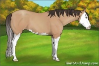Horse Color:Amber Champagne Sabino Splash 
