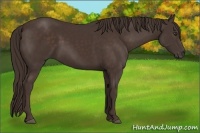 Horse Color:Liver Chestnut Rabicano