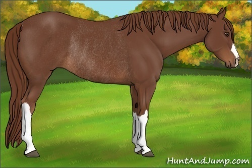 Horse Color:Chestnut Rabicano 