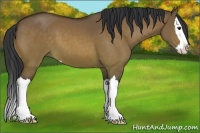 Horse Color:Brown Dun Sabino Splash 
