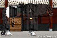 Horse Color:Brown Appaloosa 