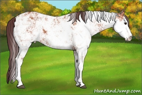 Horse Color:Chocolate Bay Sabino