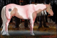 Horse Color:Black Pearl Tobiano Rabicano 