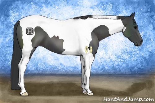 Horse Color:Black Tobiano 