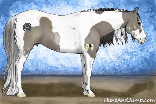 Horse Color:Grullo Sabino Tobiano 