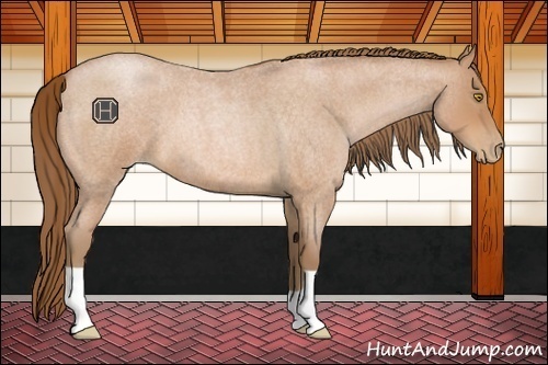 Horse Color:Bay Roan Pearl 