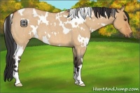 Horse Color:White Spotted Bay Roan Dun 