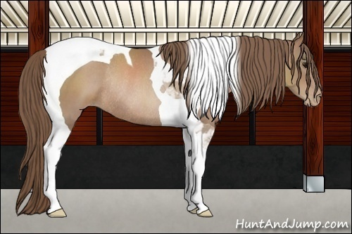 Horse Color:Black Pearl Sabino Tobiano Rabicano 