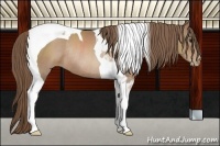 Horse Color:Black Pearl Sabino Tobiano Rabicano 